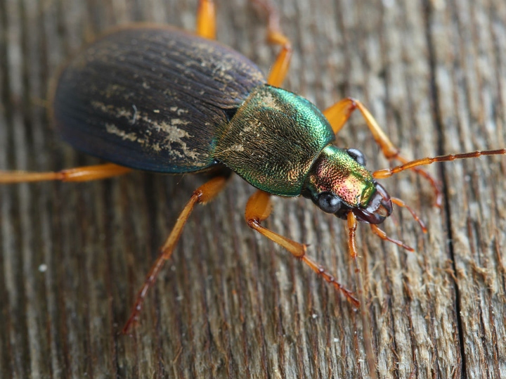 Ground Beetle